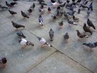 4_trafalgar_square